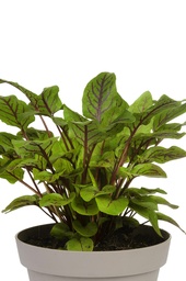 [RUME12] Rumex