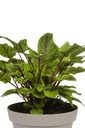 Rumex