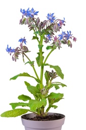 [BORA12] Borage / komkommerkruid