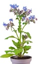 Borage / komkommerkruid