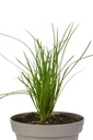 Bieslook