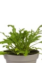 Rucola