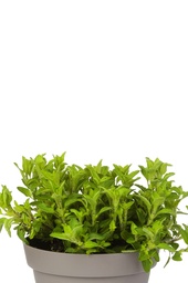 Oregano geel aureus
