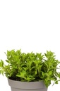 Oregano geel aureus