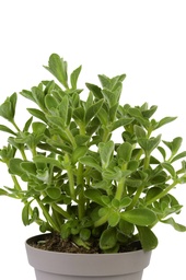 [PLEC12] Plectrantus jamaicaanse tijm