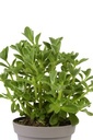 Plectrantus jamaicaanse tijm