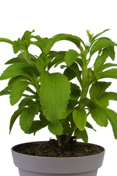 Stevia