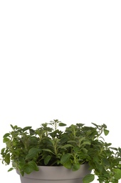 Oregano dwerg compactum