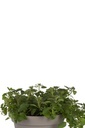 Oregano dwerg