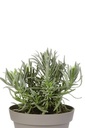 Lavendel
