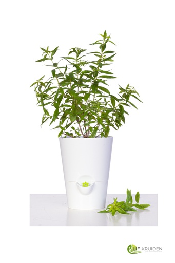 Fresh herb pot