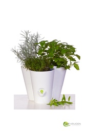 Fresh herb pot trio