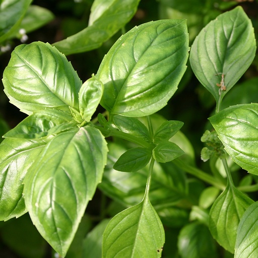 Basilicum 'Genovese' (zaden)