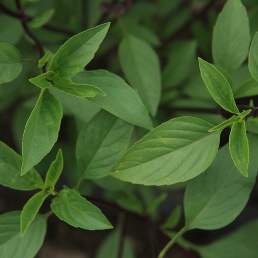 Thaise basilicum (zaden)