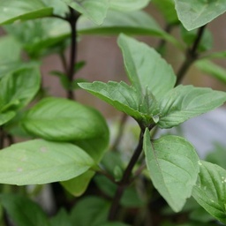 Kaneelbasilicum 'Cinnamon' (zaden)