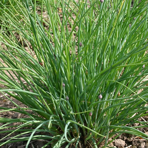 Fijne bieslook (zaden)