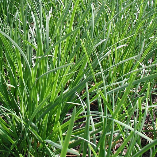 Chinese bieslook (zaden)