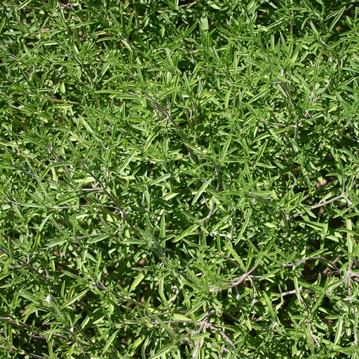 Bonenkruid (zaden)