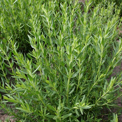 Hyssop (zaden)