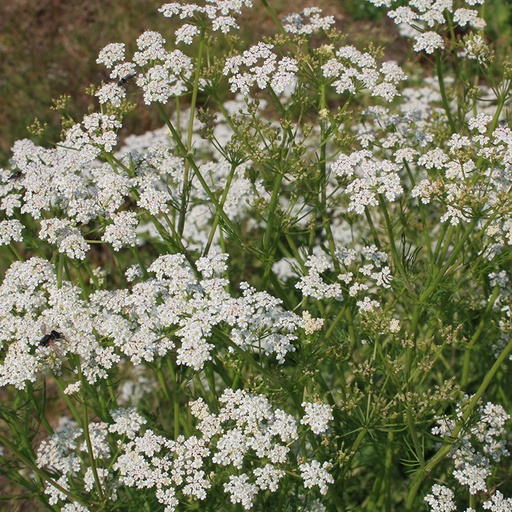 Karwij (zaden)