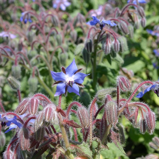 Komkommerkruid (zaden)