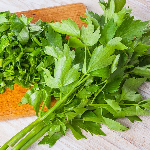 Maggiplant/Lavas (zaden)