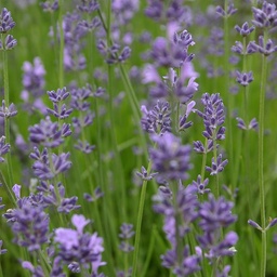 Lavendel (zaden)