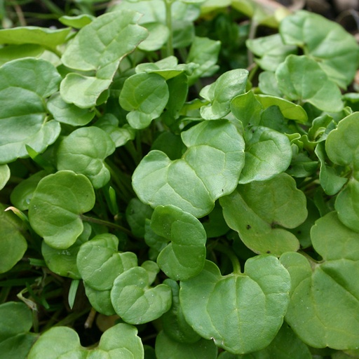 Lepelblad (zaden)