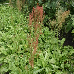 Tuinzuring (zaden)