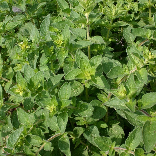 Wilde marjolein/Oregano (zaden)