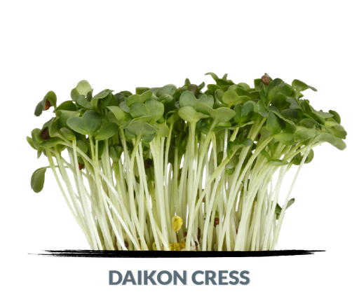 Cress Daikon