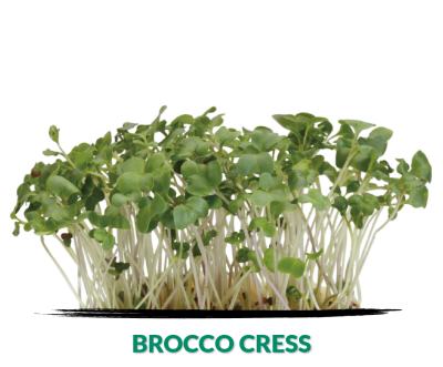 Cress Brocco