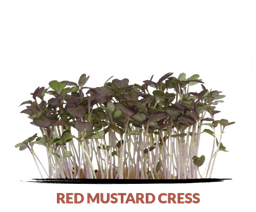 Cress Red Mustard