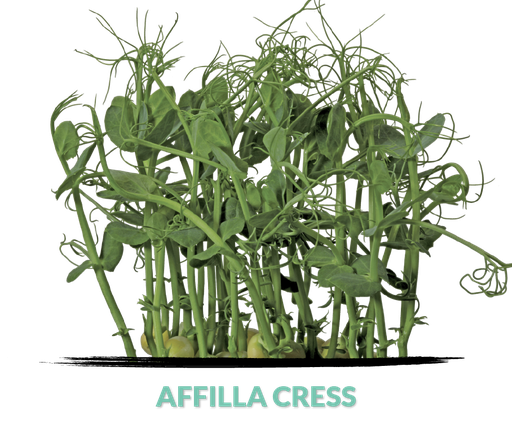 Cress Affilla