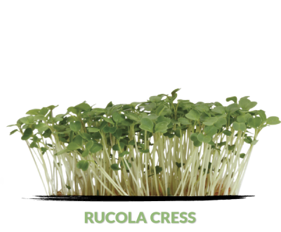 Cress Rucola