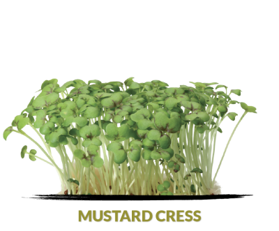 Cress Mustard