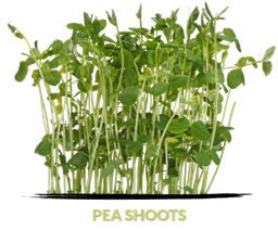 Cress Pea shoots