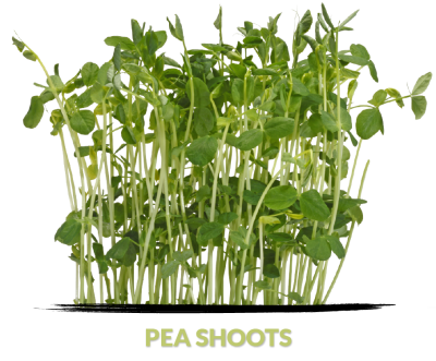 Cress Pea shoots