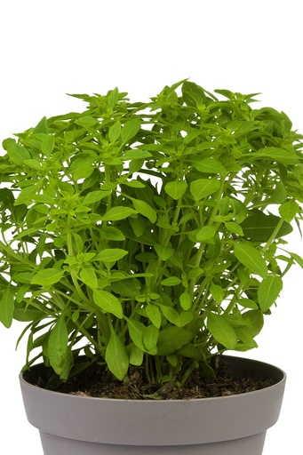 Fijn bladige basilicum